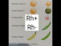 Основні поняття генетики. Біологія.