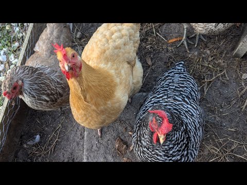 Chicken Run cleanup - Long overdue