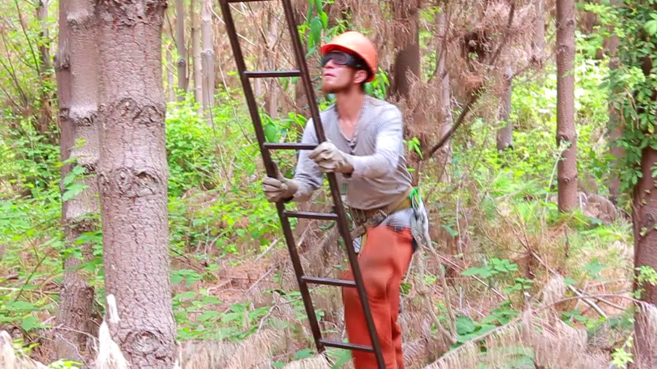 Faena de Poda Forestal Cerda