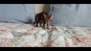 Toyger kitten: I'm bad! --- well, maybe not... by ToygerJoy 818 views 1 year ago 17 seconds