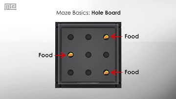 Maze Basics: The Hole Board Apparatus