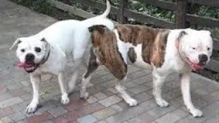 Ful sexy dogs namak content 2025🤣