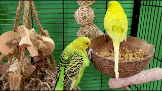 7 hours of relaxing budgie sounds