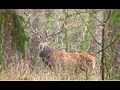 Byki jelenia grudzień 2018