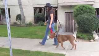 The Good Dog Second 3 23 14 TGD assistant Brittany working w Zelda and Louie