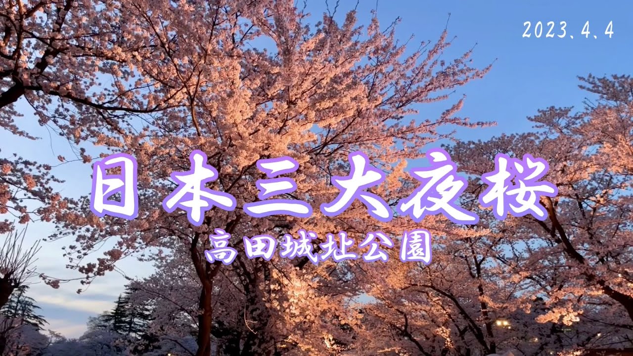 夜桜】日本三大夜桜 高田城址公園 満開の桜 花吹雪 新潟 - YouTube