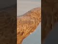 “Bird Tears Snake Apart in Seconds 😳🐍 #Wildlife #Nature #Birds #Snake #shorts