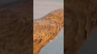“Bird Tears Snake Apart in Seconds 😳🐍 #Wildlife #Nature #Birds #Snake #shorts