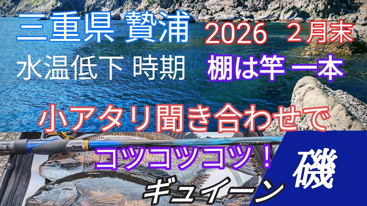 グレフカセ釣り 水温低下時期！あなたならどう釣りますか⁈【磯釣り】【フカセ釣り】【グレ釣り】 #初心者必見グレ釣り #釣りメジナ #フカセ釣り　#釣り
