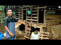 Bardi 2 menemukan cara terbaik setelah di teliti 2 tahun ternak kambing