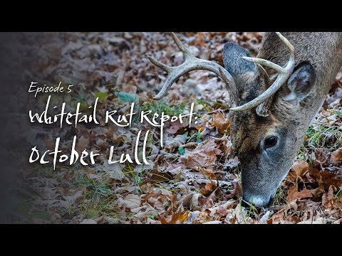 Rut Report Ep5: October Lull