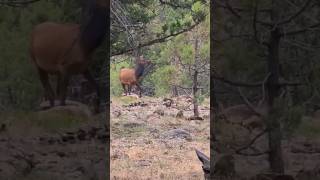llamador de elk cow salvaje oeste