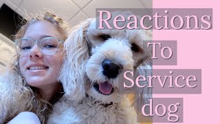 How people react to my service dog by Dallas The Service Doodle 2,546 views 3 years ago 5 minutes