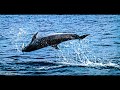 Animals large & small around the globe