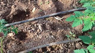 Kök Hastalıklarının Basit Ama Gözden Kaçan Çözümü.