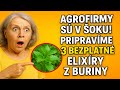 Agrofirmy sú v ŠOKU! Pripravíme 3 BEZPLATNÉ 'elixíry' z buriny pre super-úrodnosť pôdy.