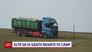 Sute de oi au fost găsite moarte pe un câmp din județul Mureș