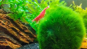 How to Keep Marimo Moss Balls in Your Aquarium