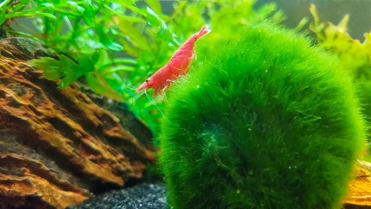 How To Care For Marimo Moss Balls (And Keep Them From Turning