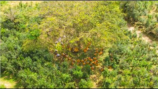 Khất Thực Thiền Quán 3-CHẤN ĐỘNG THÁNH TÍCH ! Thế Tôn Ơi ! Chúng Con Đã Về Tới BỒ ĐỀ ĐẠO TRÀNG Rồi !