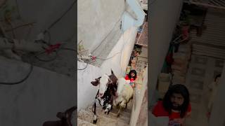 Mashallah Qurbani 2025Sheepu And Shero