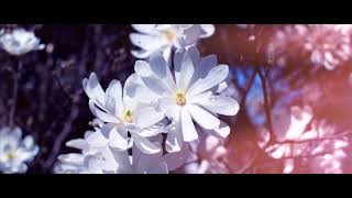 4K CINEMATIC SPRING - HAPPY EASTER 2018 EVERYONE