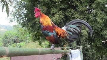 2 tug qaib dib no qua zoo kawg li nyob sab namthouan luangprabang 2020