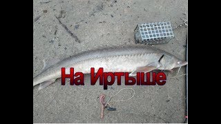 Ловим стерлядь на Иртыше на фидер Catch sturgeon on the Irtysh river at the feeder