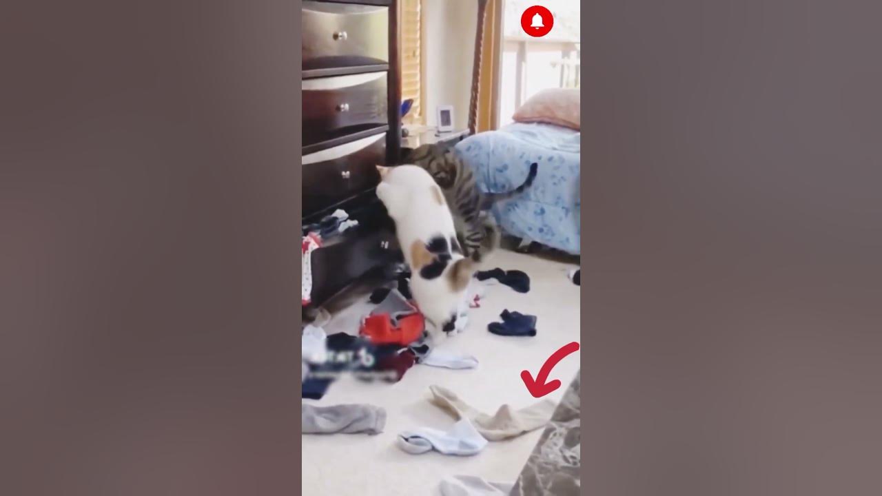 Funniest+Cats+and+Dogs+2024%F0%9F%98%B9%F0%9F%90%B6+%23cat+%23dog+%24 # ...