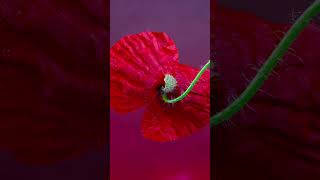 Poppies flower #music #dj #electronicmusic #housemusic #edm #acrylicscenery #art #heatwavestreams
