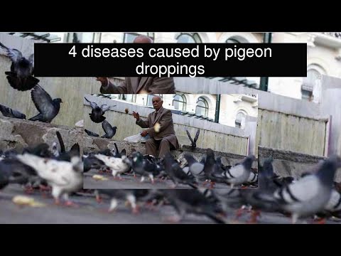 4 diseases caused by pigeon droppings
