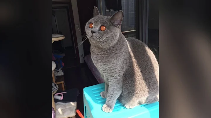 Watch the video about Fat Cat (British short hair)