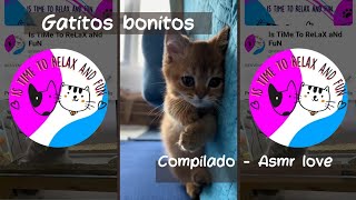 Compilado ASMR Gatitos 💘😊🐱 by Is TiMe To ReLaX aNd FuN 493 views 4 weeks ago 1 minute, 5 seconds