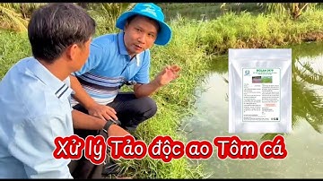 NƯỚC CÓ "MÀU XANH NƯỚC SƠN" DO ĐÂU ? CÁCH XỬ LÝ NƯỚC XANH DO TẢO LAM, TẢO ĐỘC PHÁT TRIỂN MẠNH NỞ HOA