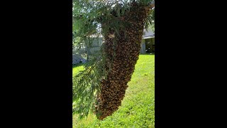Catching a Honey Bee Swarm