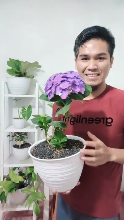 Bunga Hydrangea Holland | Warnanya Cakep dan Berubah-Ubah