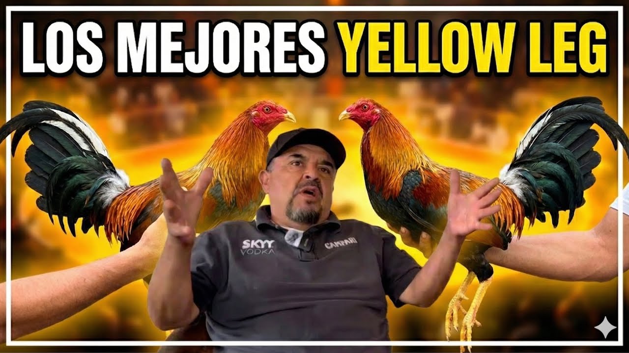 MOLOTE HABLA CLARO: Todo sobre la línea Yellow Leg.