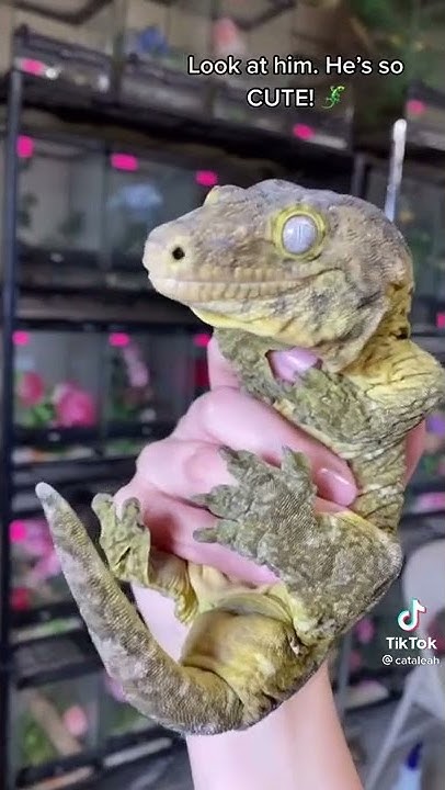 the-largest-gecko-in-the-world-youtube