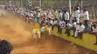 bailgada Sharat King of Ghat