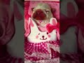 #shorts #shortvideo #FunnyandLovelyBulldogPuppy