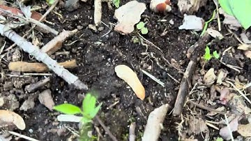 Roots, Residue & Extraction - Weeds Pulling! #16