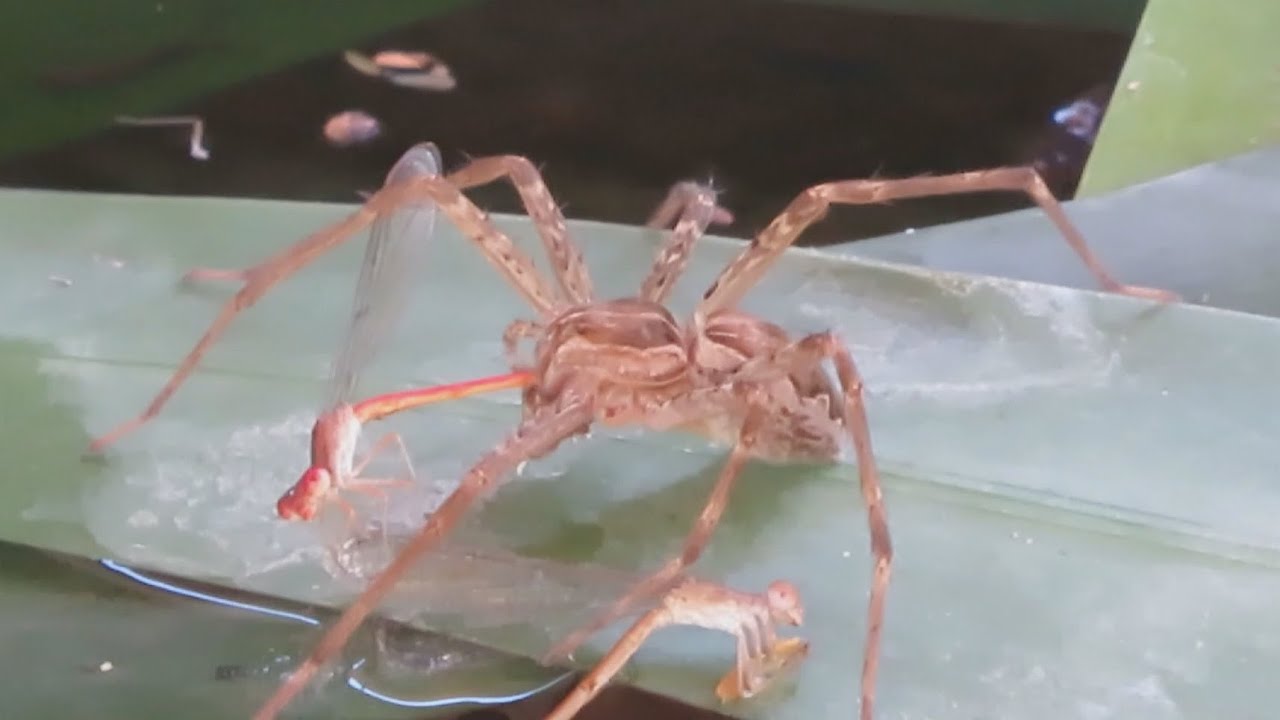 Spider Catches Damselfly Couple