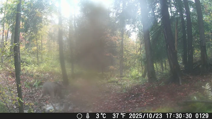 Playful 8 point watching another 8 point off camera