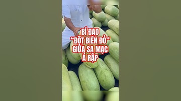 Dứa hấu đột biến thành bí đao trong sa mạc ở Ả Rập #shorts