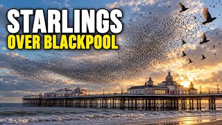Starlings Over Blackpool North Pier | A Spectacular Flight 🐦