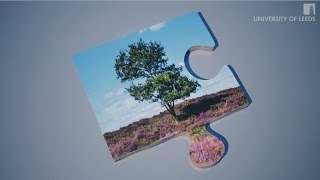 Environmental Challenges: Human Impact in the Natural Environment