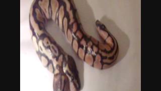 Snakes Alive SA - Two Headed Ball Python. #snakesalivesa #twoheadedsnake #twoheadedballpython #snake