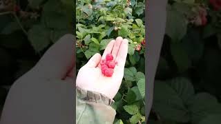 Малина :) ||Raspberry :)