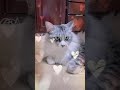 飼い主さんまた写真？動画？