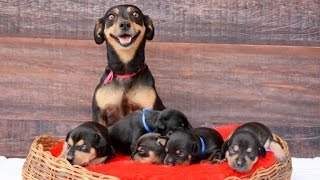 Dog With Cute Maternity Photos Poses Again With Adorable Newborn Puppies
